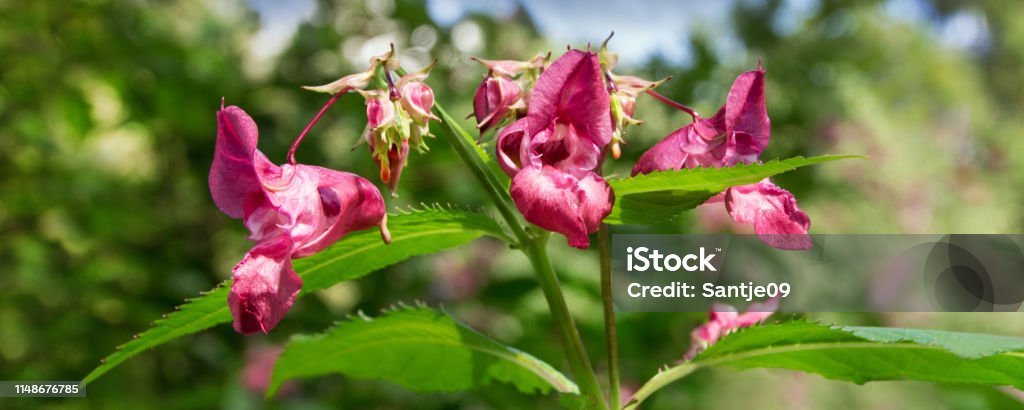 Indian impatiens glandulifera plant close up Indian impatiens glandulifera plant close up background Impatiens Stock Photo