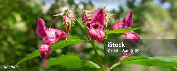 Indian Impatiens Glandulifera Plant Close Up Stock Photo - Download Image Now - Impatiens, Ornamental Jewelweed, Web Banner