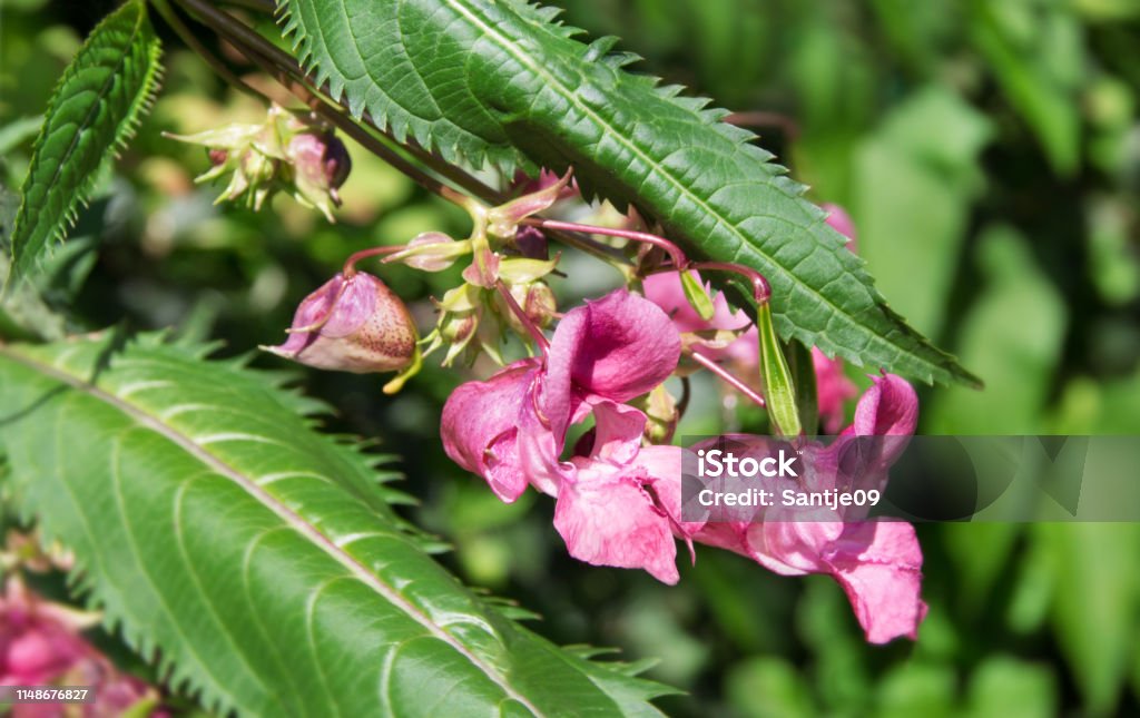 Indian impatiens glandulifera plant close up Indian impatiens glandulifera plant close up background Backgrounds Stock Photo