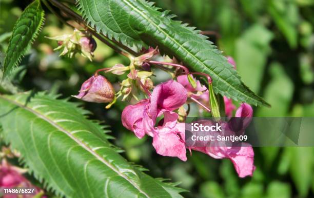 Indian Impatiens Glandulifera Plant Close Up Stock Photo - Download Image Now - Backgrounds, Blossom, Close-up