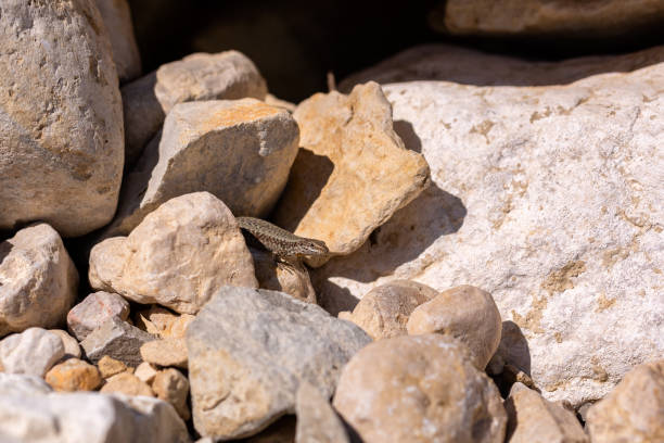 istock Small lizard on the stones, Italy 1148677326