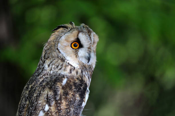 istock Owl portrait on green blurred background 1148678447