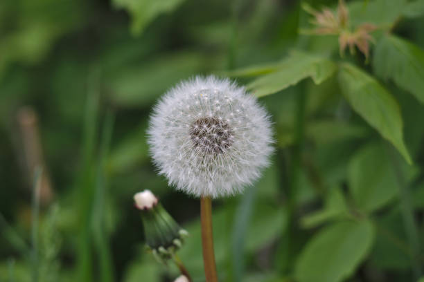 istock white fluffy dandelion in green grass 1148678690