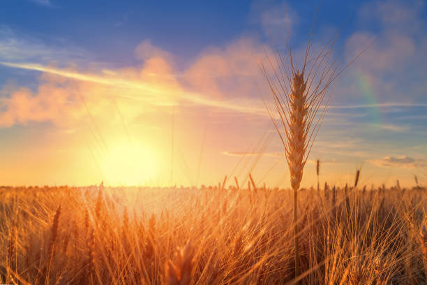 istock ear of wheat on a background sunset 1148680150