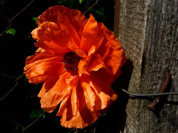 beautiful red poppy in sunlight with fragile petals and reflection beside wood textured post with steel wire and bent rusty nail. abstract view.