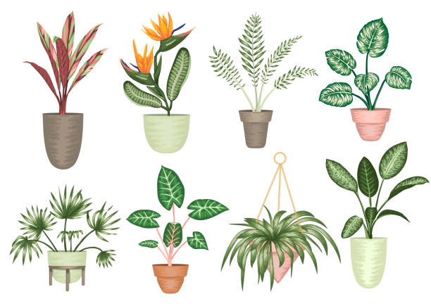 Vector illustration of tropical houseplants in pots isolated on white background. Bright realistic strelitzia, monstera, alocasia, dieffenbachia, cordyline. Design elements for home decoration. Vector illustration of tropical houseplants in pots isolated on white background. Bright realistic strelitzia, monstera, alocasia, dieffenbachia, cordyline. Design elements for home decoration. ti plant stock illustrations