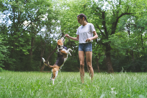 Young woman playing with her pet beagle dog in a park and giving him treats