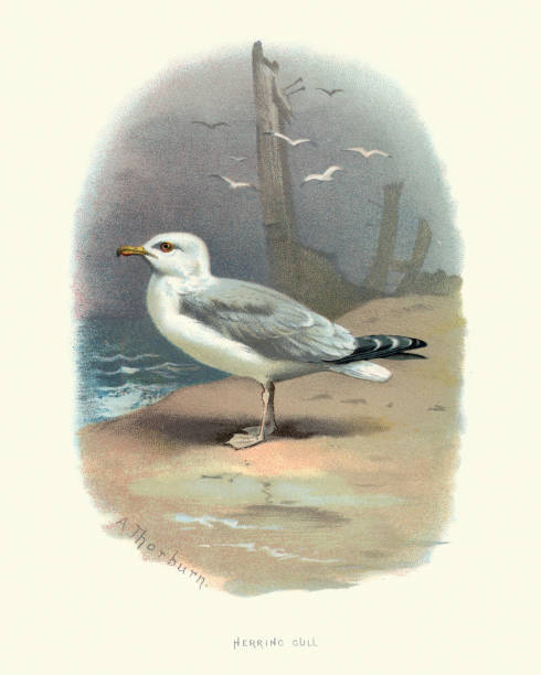 야생 동물, 새, 유럽의 청 어 갈매기 (larus 아 르 젠 타 투 스) - herring gull stock illustrations