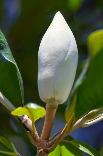 夏の庭でマグノリアの花のつぼみ。 - sunlight flower magnolia flower head ストックフォトと画像
