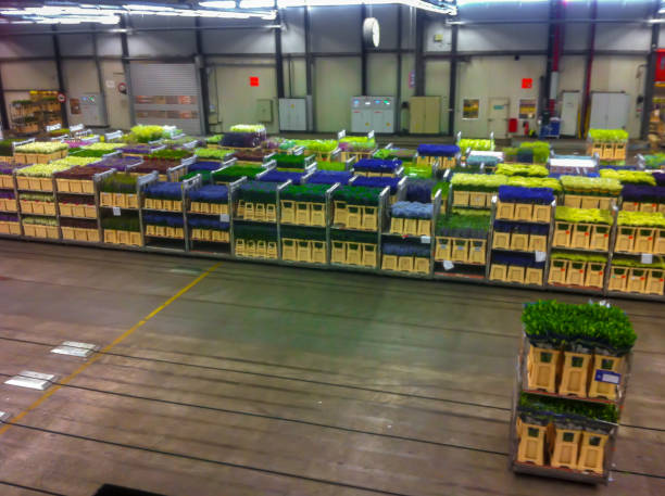 istock Aalsmeer Flower Auction in the Netherlands 1148683823