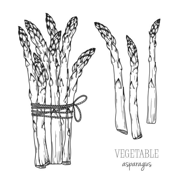 ilustraciones, imágenes clip art, dibujos animados e iconos de stock de espárragos aislados sobre fondo blanco. ilustración vectorial en estilo de boceto. - asparagus