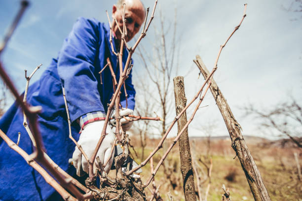 istock Mature man pruning fruit trees and vineyard 1148684266