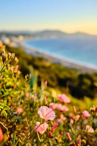 pink flower in soft evening light in the foreground and coast with sea in the background