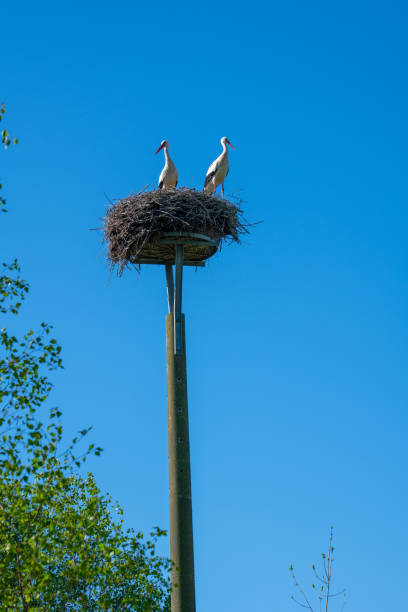 istock a stork couple is standing in a nest in spring 1148684905