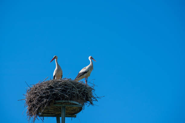 istock a stork couple is standing in a nest in spring 1148684908