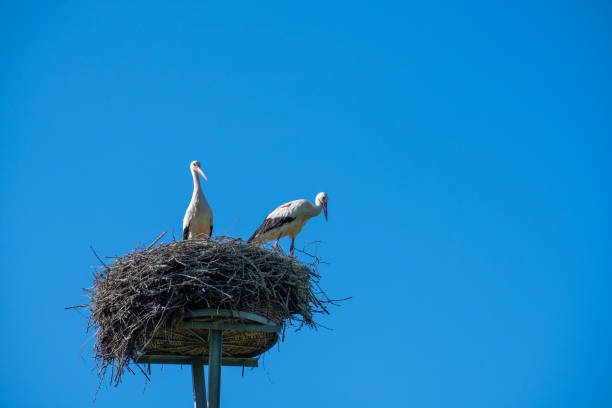 istock a stork couple is standing in a nest in spring 1148684911