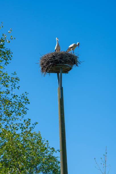 istock a stork couple is standing in a nest in spring 1148684916