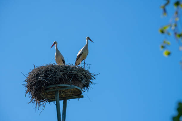 istock a stork couple is standing in a nest in spring 1148684919