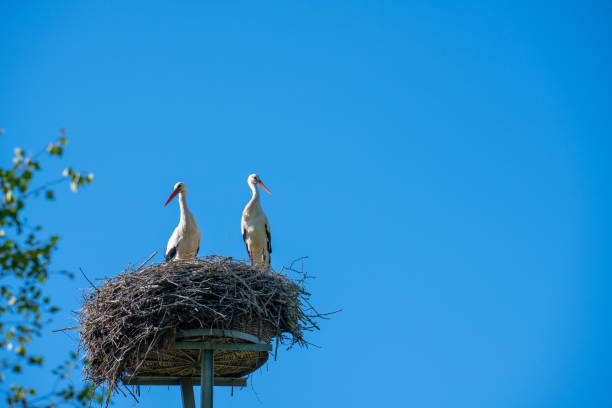 istock a stork couple is standing in a nest in spring 1148684931