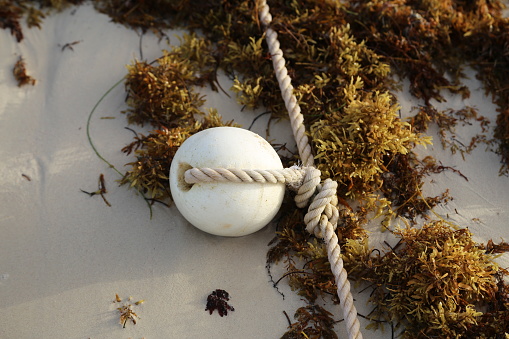 Morning on the beach of Bavaro, Dominican Republic. Thrown on the sand seaweed.