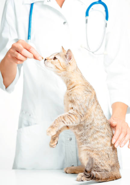 istock Woman veterinarian checkup a cat. 1148688632