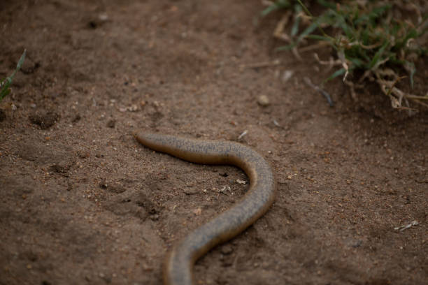 istock Schlegel's beaked blind snake 1148690380