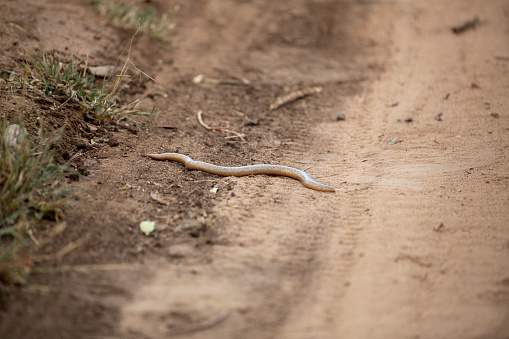 An unusual and different snake spotted on a safari