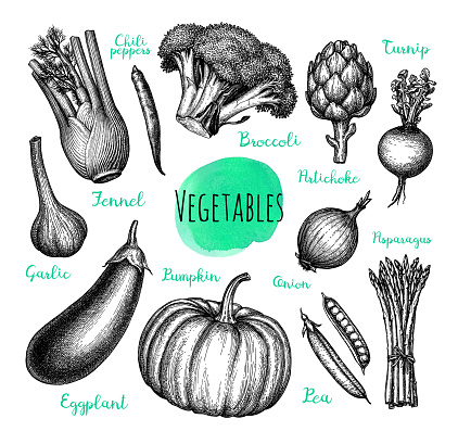 Vegetables set. Ink sketch isolated on white background. Hand drawn vector illustration. Retro style.