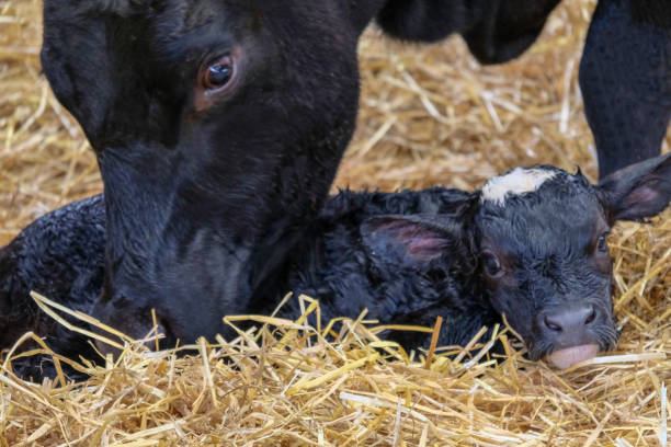 krowa wiązanie z jej nowo narodzonego cielęcia - newborn animal zdjęcia i obrazy z banku zdjęć