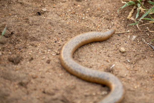 istock Schlegel's beaked blind snake 1148691483