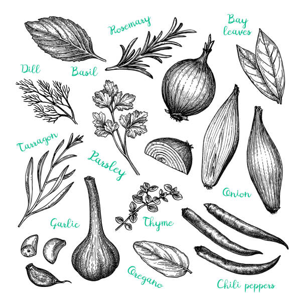 Ink sketch of cooking ingredients. Сooking ingredients. Ink sketch isolated on white background. Hand drawn vector illustration. Retro style. onion stock illustrations