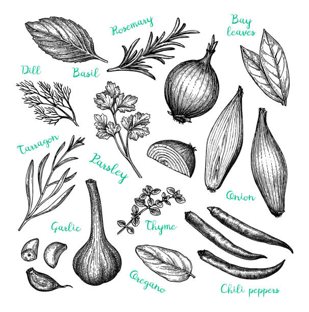 Ink sketch of cooking ingredients. Сooking ingredients. Ink sketch isolated on white background. Hand drawn vector illustration. Retro style. ingredient illustration stock illustrations