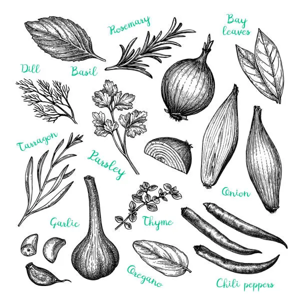 Vector illustration of Ink sketch of cooking ingredients.