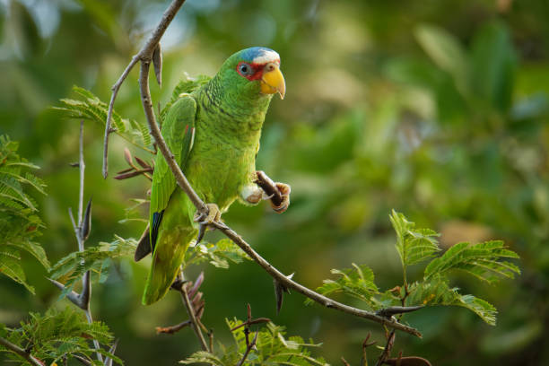 istock White-fronted Amazon or White-fronted Parrot - Amazona albifrons or Spectacled Amazon Parrot, is a Central American species of parrot 1148691605
