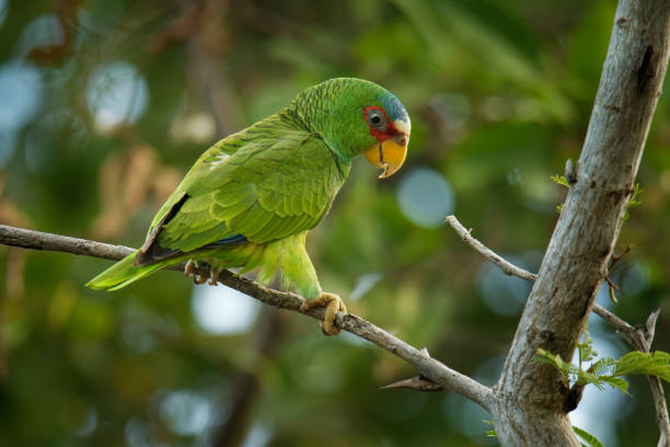istock White-fronted Amazon or White-fronted Parrot - Amazona albifrons or Spectacled Amazon Parrot, is a Central American species of parrot 1148691669