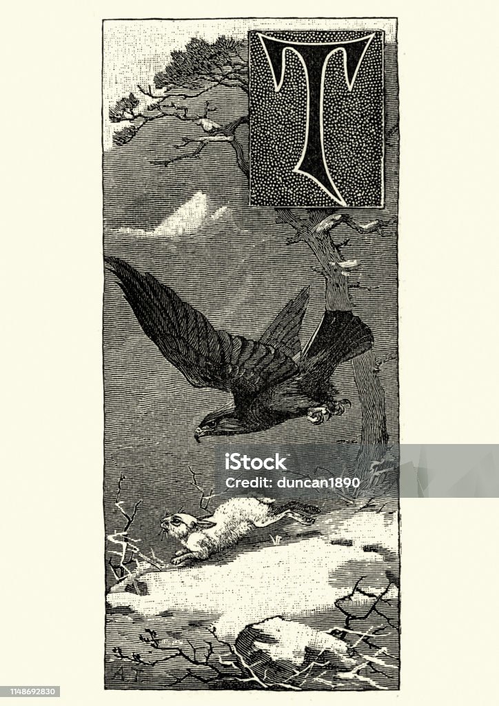 Golden eagle hunting a rabbit Vintage engraving of golden eagle (Aquila chrysaetos) is one of the best-known birds of prey in the Northern Hemisphere.  Familiar Wild Birds, W Swaysland. Golden Eagle stock illustration