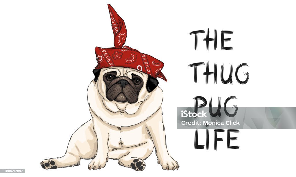 hand drawn vector illustration of thug pug puppy dog, sitting down with red western scarf bandana and text Bandana stock vector