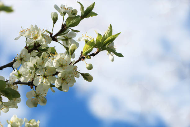 istock Blooming trees in the spring against the blue sky,n 1148692906