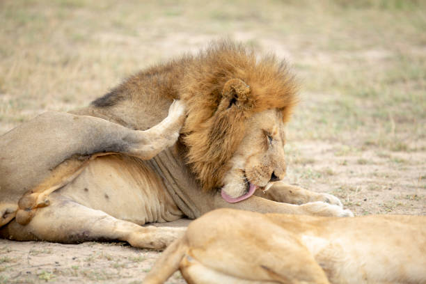istock A majestic pride of lions 1148693181