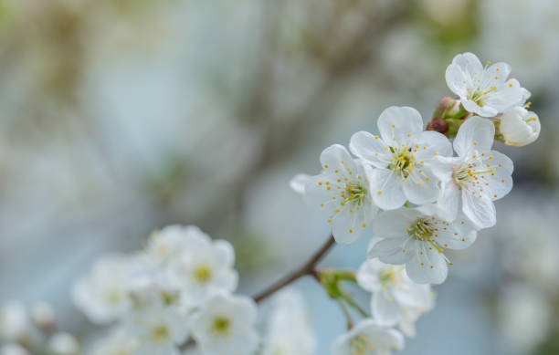 istock White cherry flowers in spring sunny day 1148693935