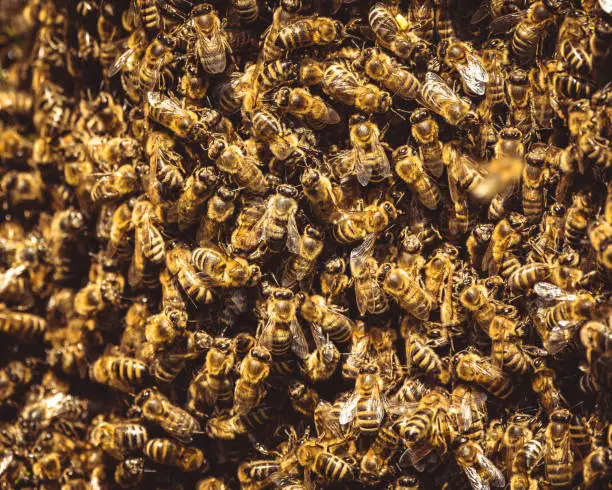 Honeybees swarm around their Queen as she left a beehive.