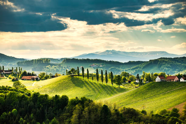 Paesaggio Dei Vigneti Della Stiria Meridionale Vicino A Gamlitz Austria Eckberg Europa Vista Sulle Colline Delluva Dalla Strada Del Vino In Primavera Destinazione Turistica Luogo Di Viaggio - Fotografie stock e altre