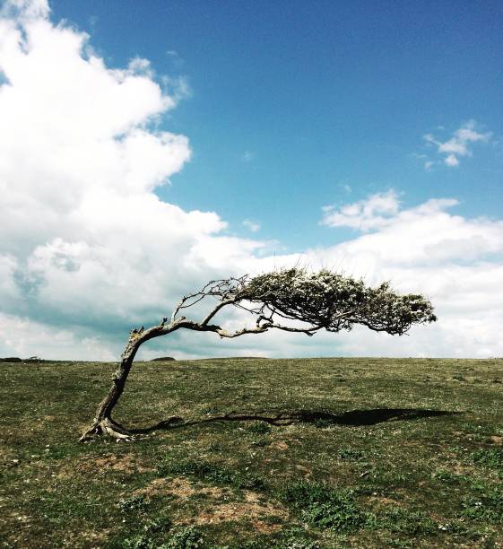 istock A colour photograph of a windblown Hawthorn tree on the South Downs. 1148694196