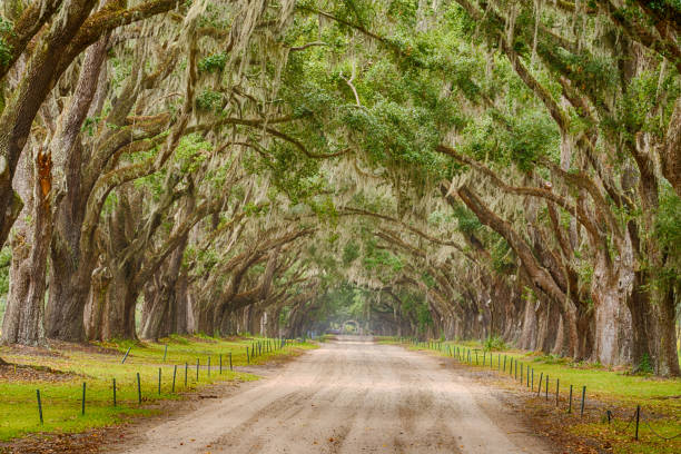 istock Tunnel of Live Oak Trees 1148695665