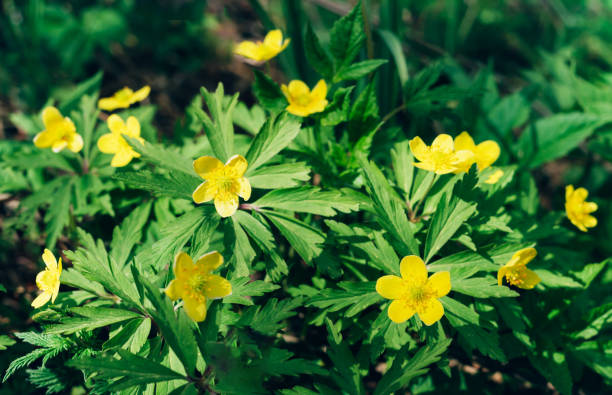istock Sunlit green leaves and yellow flowers background. 1148695669