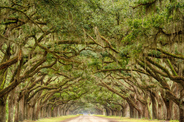 istock Tunnel of Live Oak Trees 1148695721