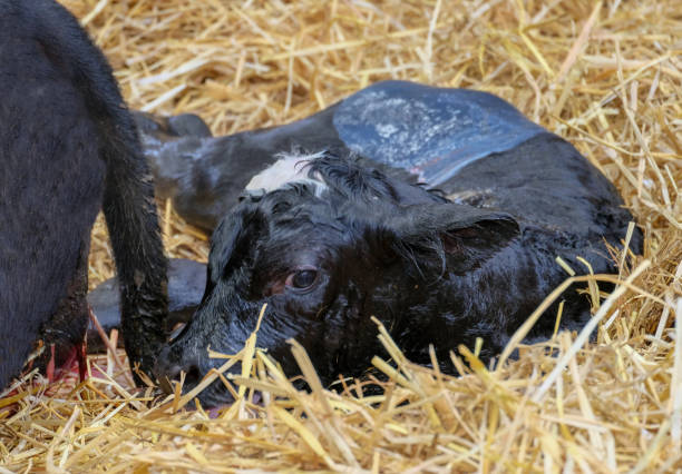 istock New born calf lifting its head moments after birth 1148695932