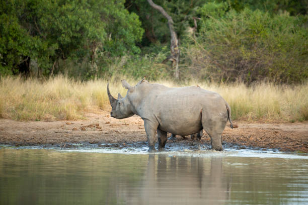 istock White rhino female and calf 1148696673