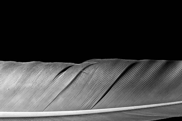 istock Fragment of birds feather 1148696719
