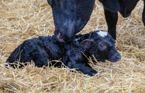 istock A cow standing beside her newborn calf licking it clean. 1148696743